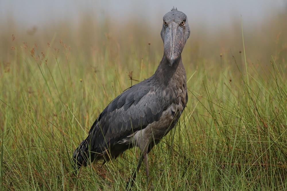 Birding