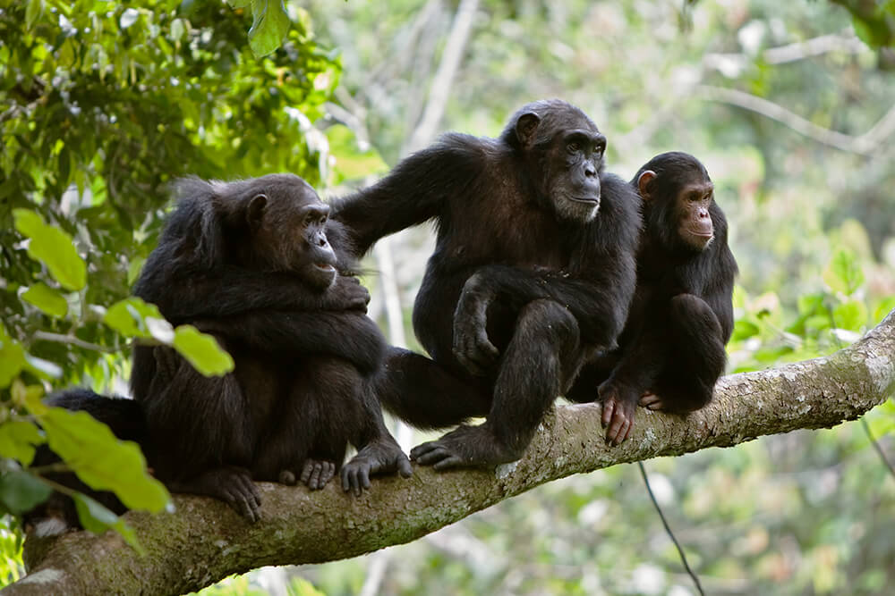 Chimpanzee Trekking