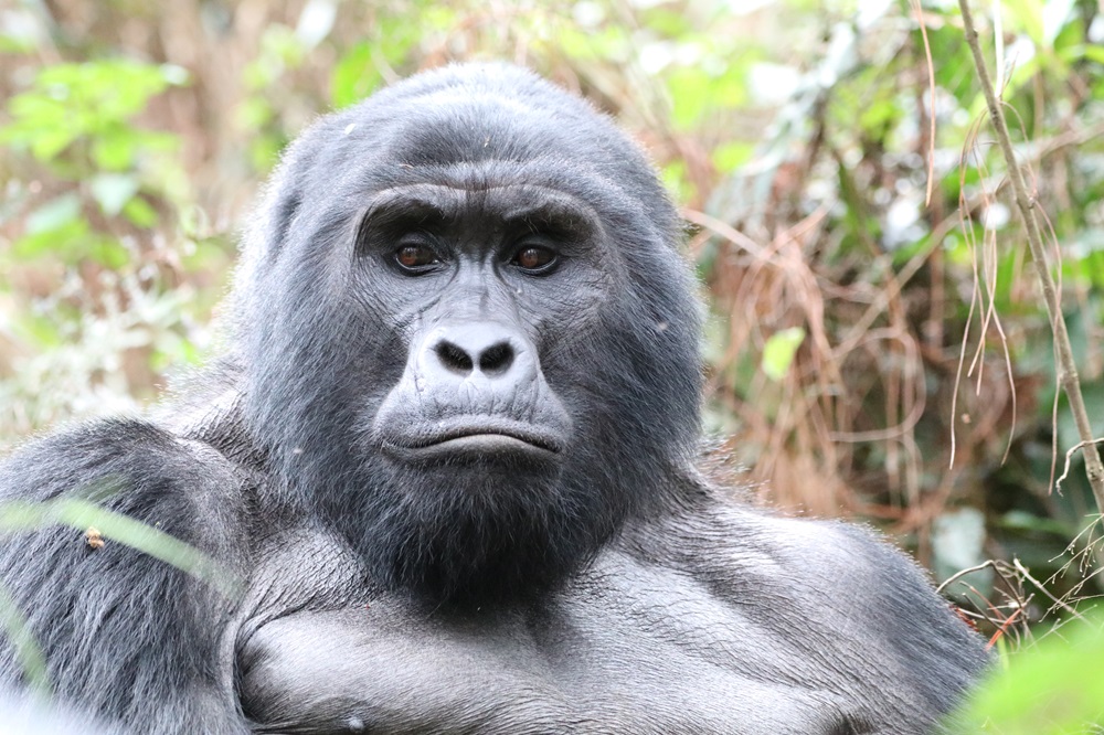 Gorilla Trekking
